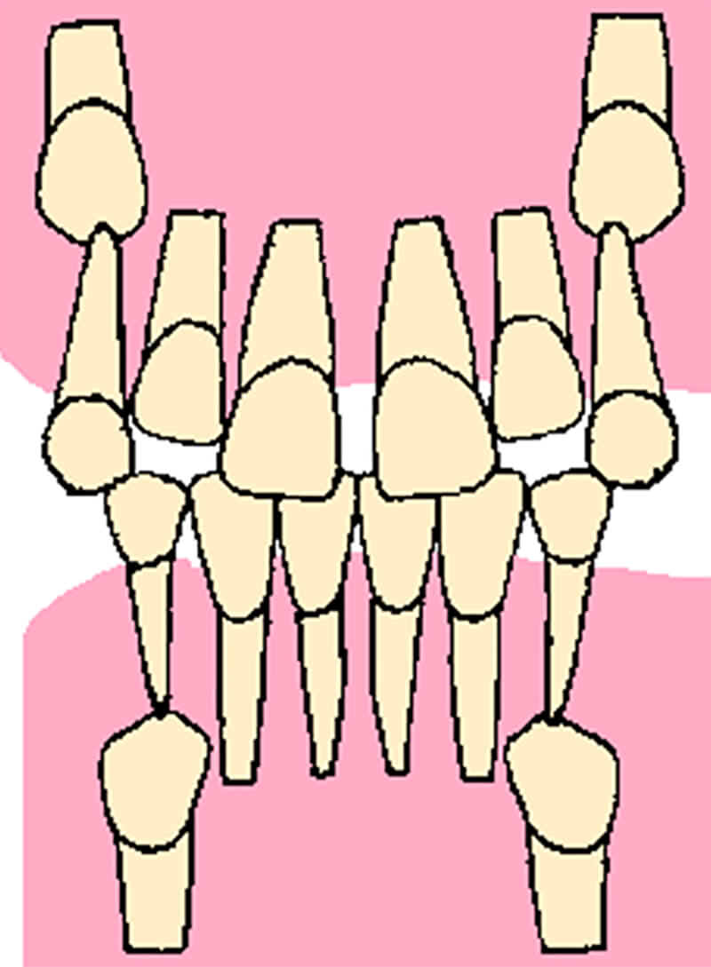 Dibujo esquemático de las características radiográficas observadas por Van der Linden con referencia al incisivo lateral superior permanente de un paciente con patrón de erupción normal.