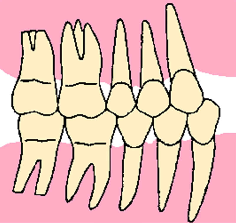 Vista esquemática con todos los dientes permanentes de la zona posterior de la boca.