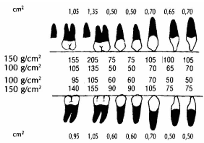 Figura 4. Escala de valores de la superficie radicular expuesta a los movimientos transversales de los dientes (caras vestibulares y linguales de los segmentos posteriores y caras mesiales y distales de los incisivos) que se muestran expresados en cm2, con las fuerzas requeridas para 150 y 100 g/cm2 de superficie radicular enfrentada.10