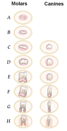 Imagen 2. Esquema etapas de MD. Adaptado de Vasconcelos et al. (22)