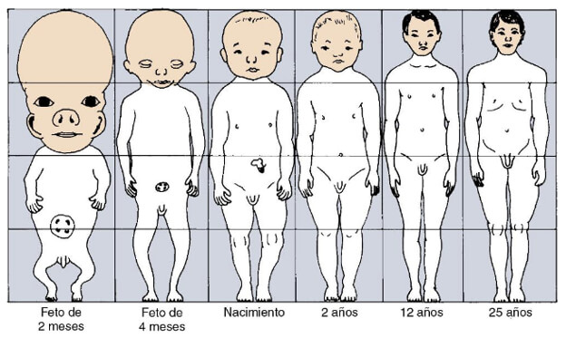 Figura 1. Representación esquemática de los cambios en las proporciones corporales.