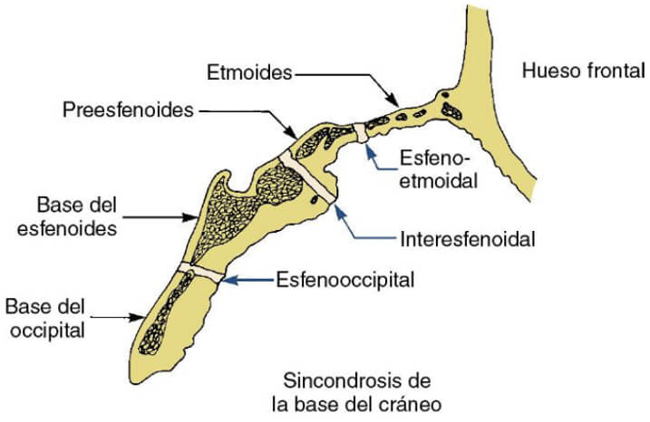 Figura 2: Sincondrosis de la base del cráneo.