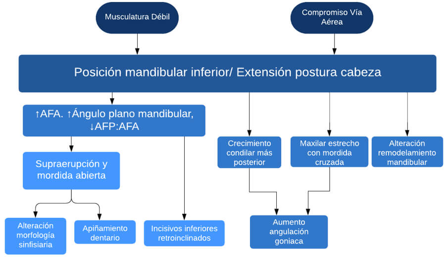 Figura 3. Desarrollo de fenotipo hiperdivergente retrognático.