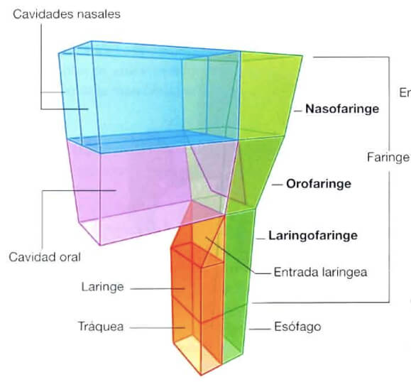 Figura 4. Estructuras que conforman la vía aérea.