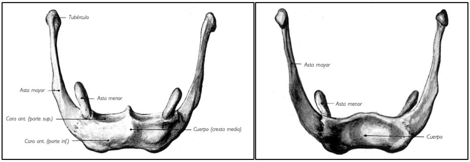 Figura 5 y 6. Anatomía hueso hioides, cara anterior y posterior respectivamente. 