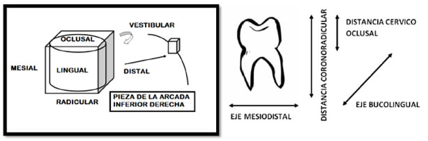 Fig. 1 Orientación de una pieza dental en su arcada (izq.), sus ejes y distancias (dcha.).