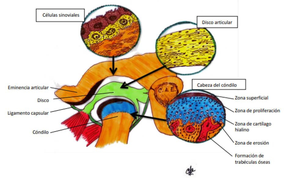 Figura 1. Histología de la ATM. Tomado de: http://www.bibliotecameedica.com.ar