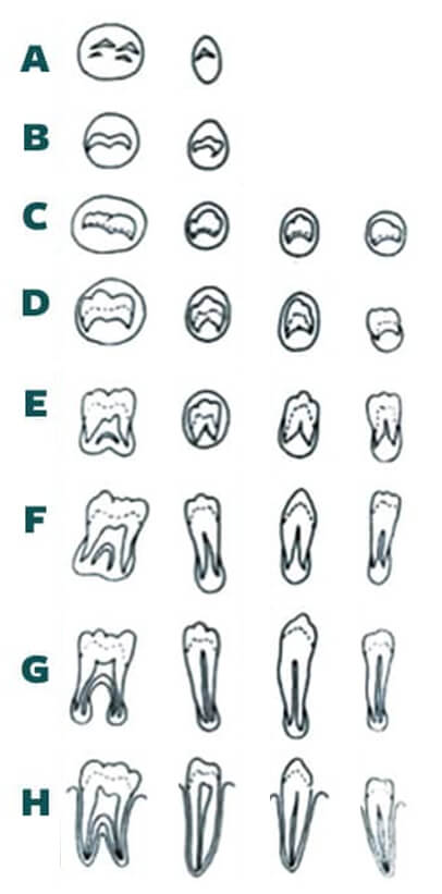 Figura 2. Estadios de calcificación dental