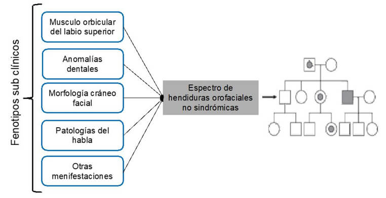 Figura 4. Las características subclínicas (o "subfenotipos") como defectos en el músculo orbicular, anomalías dentales, morfología craneofacial y trastornos relacionados con el habla pueden ser parte del espectro general de la hendidura aislada. “Otras manifestaciones” se refieren a subfenotipos adicionales, como variaciones en la morfología cerebral; fosas / huellas labiales, patrones dermatoglíficos, etc. Un círculo dentro de un símbolo de pedigrí se refiere a un individuo aparentemente "no afectado" que alberga al menos uno de los subfenotipos y, por lo tanto, se clasifica como un posible portador de genes; los símbolos rellenos se refieren a individuos con una hendidura abierta. (Adaptada de Rahimov et al.3)