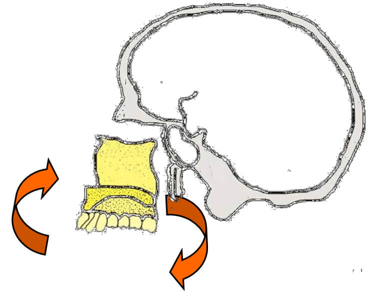Fig. 5. Descenso y rotación del maxilar con el crecimiento. Fuente: Canut (2000)