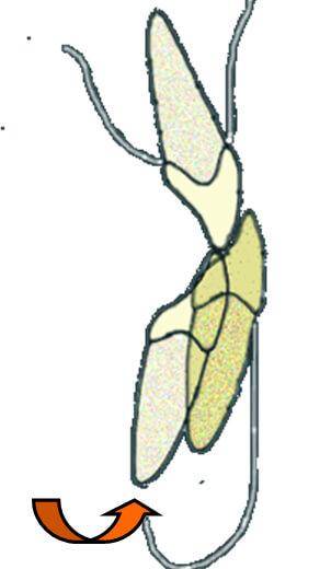 Fig. 9. Inclinación axial y resalte. Tomado de Isaacson (1980)