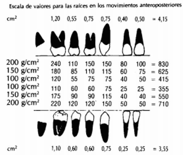 Figura 3. El tamaño de la superficie radicular enfrentada expuesta a los movimientos anteroposteriores (superficie mesiodistal de los segmentos posteriores y superficie vestibulolingual de los anteriores) se mide en cm2. Cada diente puede ser evaluado con respecto a la fuerza necesaria, basándose en la superficie radicular involucrada. Esta se presenta para 200, 150 y 100 g/cm2. El tratamiento bioprogresivo recomienda de 100 a 150 g/cm2 de superficie radicular enfrentada. 10