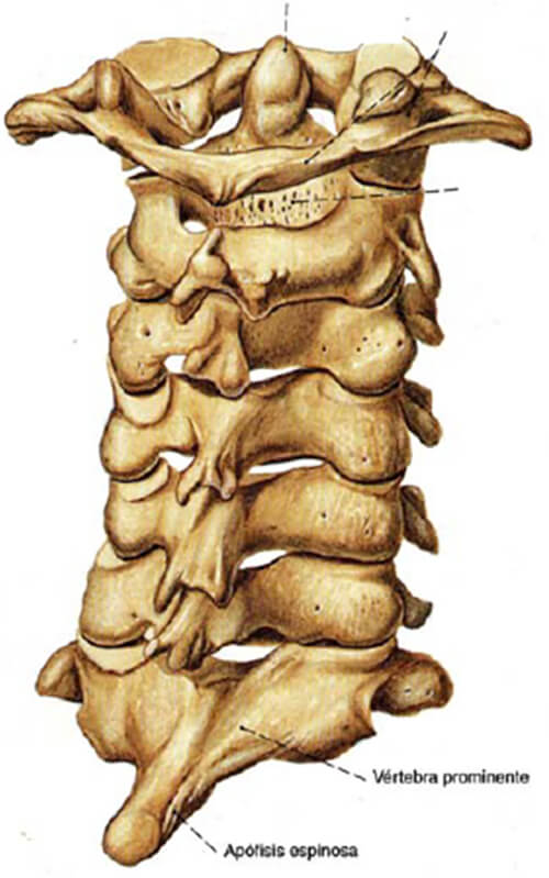 Fig 2. COLUMNA CERVICAL