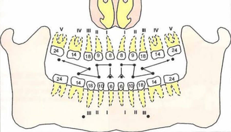 Figura 3 Secuencia de Erupción Dentición Temporal (Fuente: Compendio de Crecimiento y Desarrollo Craneofacial) (10)