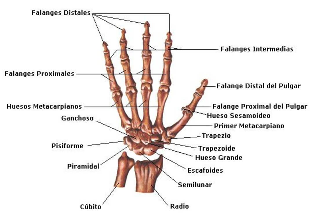 Figura 6 Huesos de la Mano y Muñeca (Fuente: Enciclopedia Libre Wikipedia)