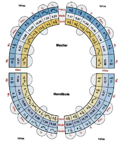 Fig. 1 Diagrama de Hurme. Tomado de D' Escriván de Saturno. Ortodoncia en dentición mixta