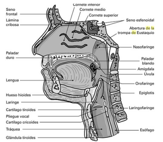 Fig. 1 Esquema representativo de las vías aéreas superiores e inferiores Tomada de Arcas, M; et al. Fisioterapia respiratoria.1ª edición. Madrid: Alcalá de Guadaíra; 2006)