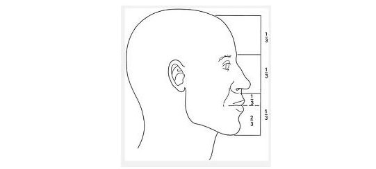 Figure 1 The ideal facial proportions as described by Frakas3 and Frakas and Munro4. The frontal view of the face is divided into equal thirds by horizontal lines that approximate the hairline, the bridge of the nose, and the ala of the nose and menton. The lower third is further divided into an upper third and a lower two third.
