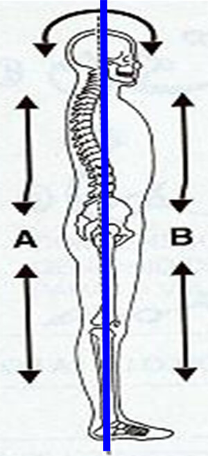 Fig.2 cadenas cinéticas. Tomada de Ohanian M., Fundamentos de la ortopedia dento-maxilo-facial.