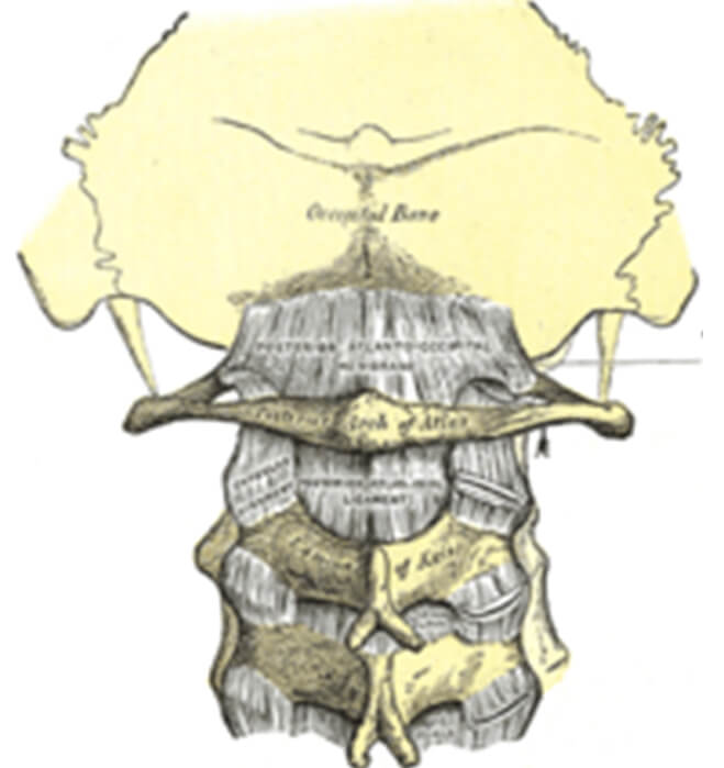 Fig. 3 Unión de vértebras cervicales y la cabeza.