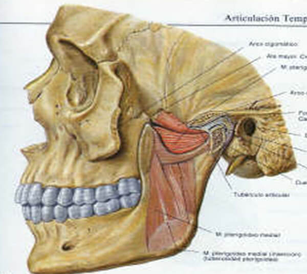 Fig.4 Músculos masticadores. Tomado de Sobotta., Atlas de anatomía humana T.1