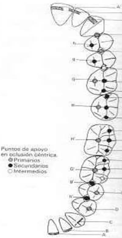 Fig.5 Puntos de apoyo oclusal. Tomada de Planas P. Rehabilitación neuro-oclusal (RNO).