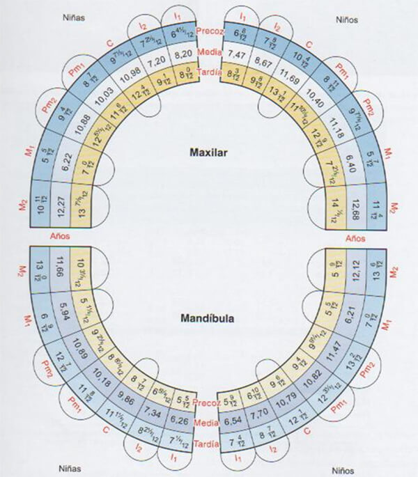 Fig. 1 Diagrama de Hurme. Tomado de D' Escriván de Saturno. Ortodoncia en dentición mixta