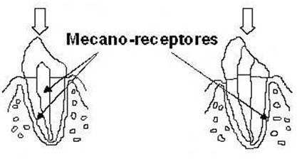 Figura 1 Localización de los mecanorreceptores en un diente sano y en un diente endodonciado (Imagen tomada del articulo "Restauración del diente endodonciado. Diagnóstico y Opciones Terapéuticas." Revista Europea de Odontoestomatología) (5)