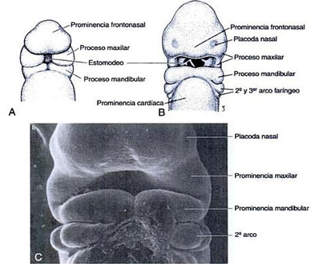 Figura 1