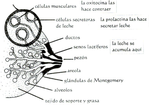 ANATOMÍA DE LA GLÁNDULA MAMARIA