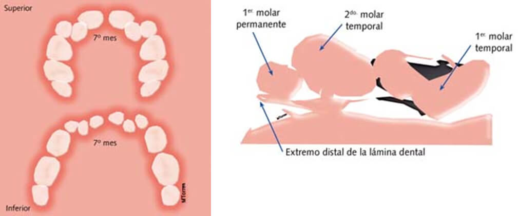 Fig. 1A Vista oclusal de los rodetes primerios en formación / Fig. 1B Vista sagital del desarrollo de los germenes ®