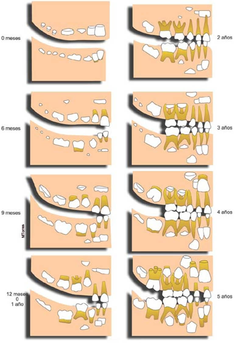Fig. 5 Representacion esquematica del proceso de calcificación y erupción de la dentición primaria ®