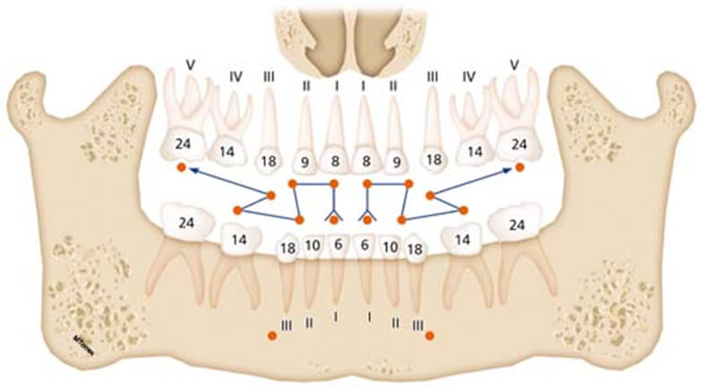 Fig. 6 Erupción de los dientes primarios (meses) ®