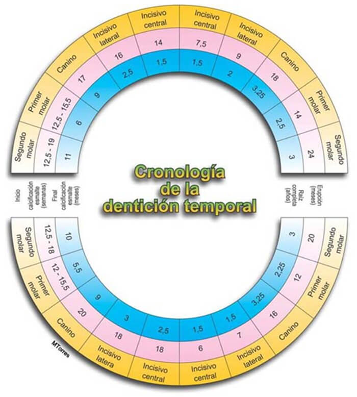 Cronología de la erupción de la dentición temporal (Canunt, 1992)
