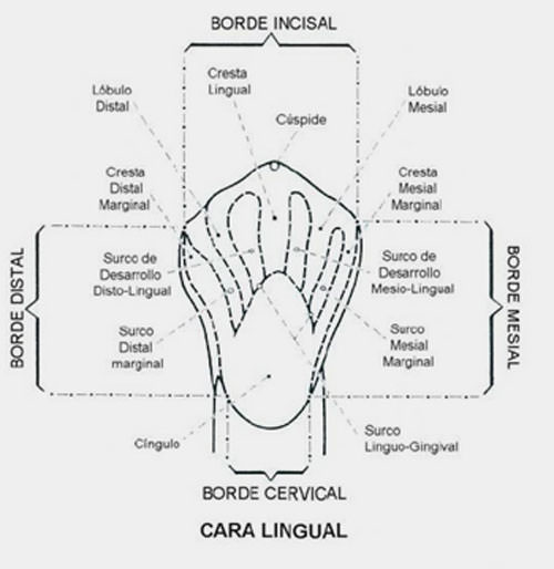 Figura Nº 2 Cara lingual del canino superior