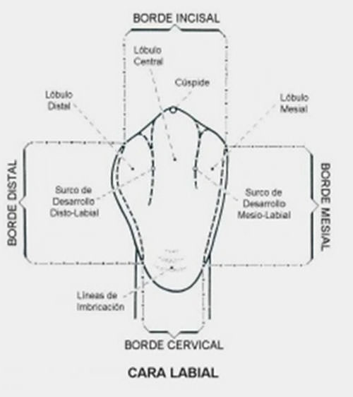 Figura Nº 6 Cara vestibular del canino inferior