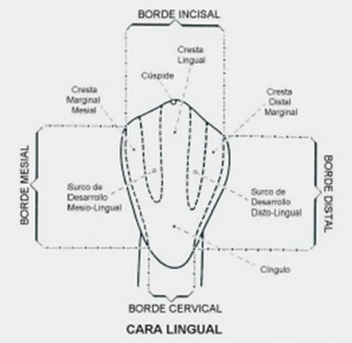 Figura Nº 7 Cara lingual del canino inferior