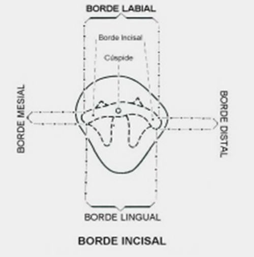 Figura Nº 10 Cara incisal del canino inferior