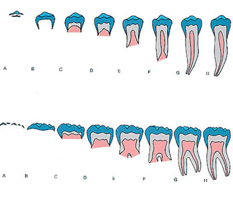 Escala de puntuación de los estadios de desarrollo dental