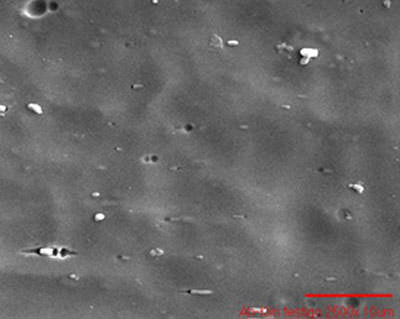c Fig.2 Photomicrographs showing the extent of bacterial establishment in orthodontic arches "Ah-Kim". a)arc uncoated, b)arc-coated with TiO2, c) arc witness. 2500X