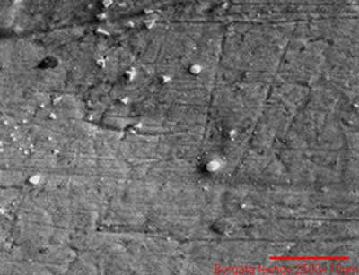 c Fig.3 Photomicrographs showing the extent of bacterial establishment in orthodontic arches. "Borgatta". a)arc uncoated, b)arc-coated with TiO2, c) arc witness. 2500X