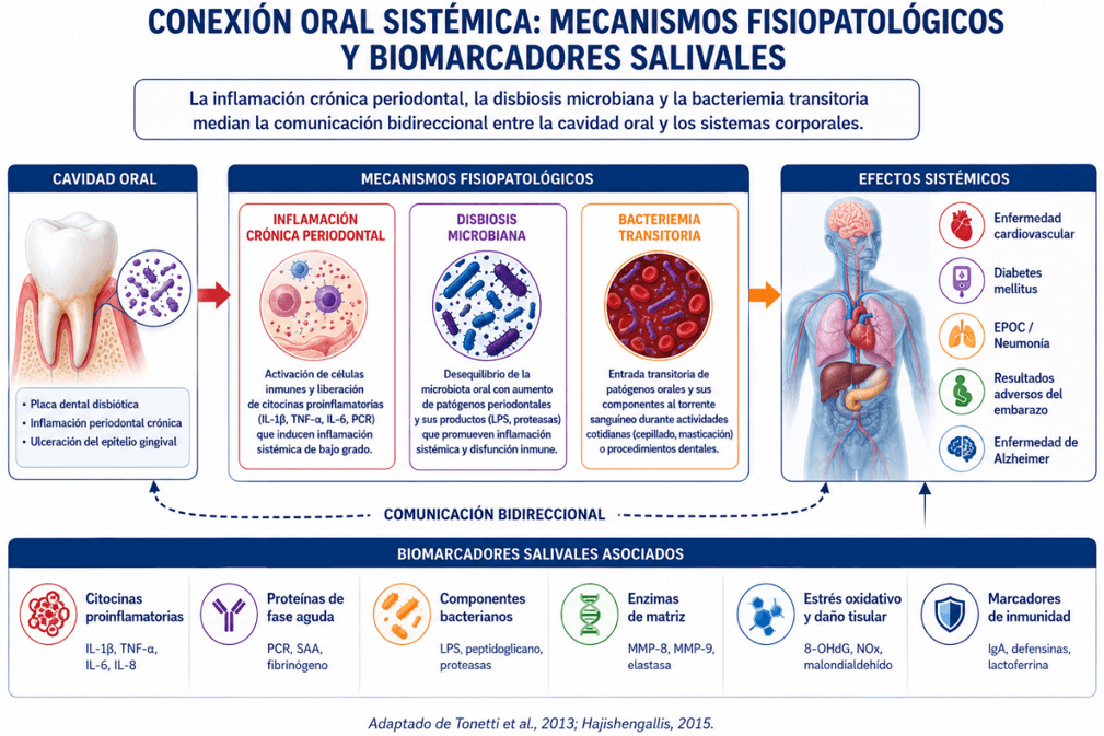 Figura 2. Conexión oral sistémica: mecanismos fisiopatológicos y biomarcadores salivales. La inflamación crónica periodontal, la disbiosis microbiana y la bacteriemia transitoria median la comunicación bidireccional entre la cavidad oral y los sistemas corporales. Adaptado de Tonetti et al., 2013; Hajishengallis, 2015.